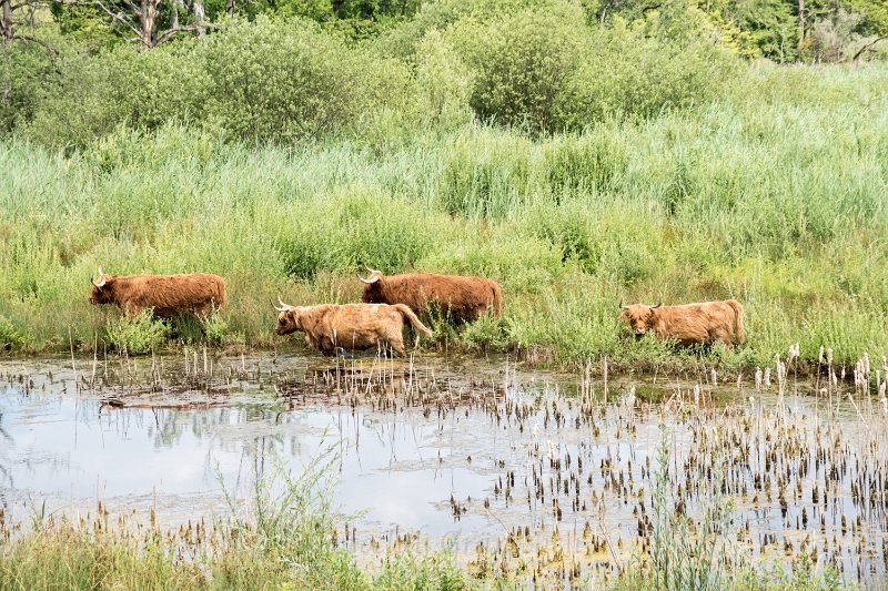 150627_Petit Camargue_016.jpg